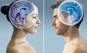Sự khác biệt giữa não đàn ông và não phụ nữ | Trung Notes
